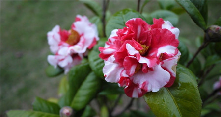 茶花爛根是因?yàn)榕柰敛划?dāng)