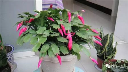 落蕾原因四：施肥不足或過多