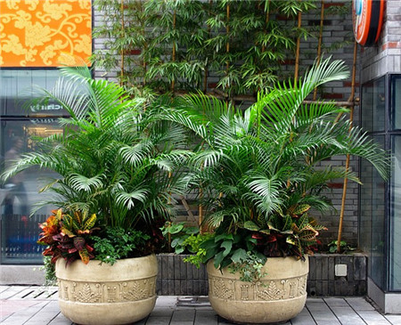 散尾葵葉尖干焦——空氣過(guò)于干燥