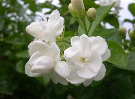 茉莉花葉片干青的原因