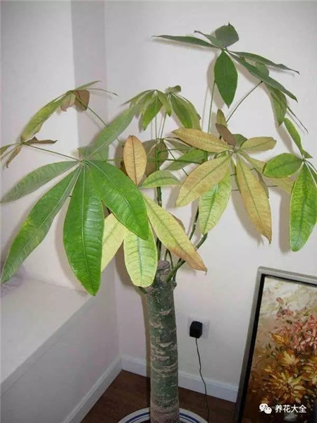 葉子發(fā)黃枯萎