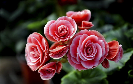 麗格海棠落蕾——澆水過(guò)多