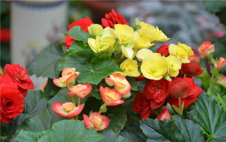 麗格海棠落蕾——溫度過(guò)低