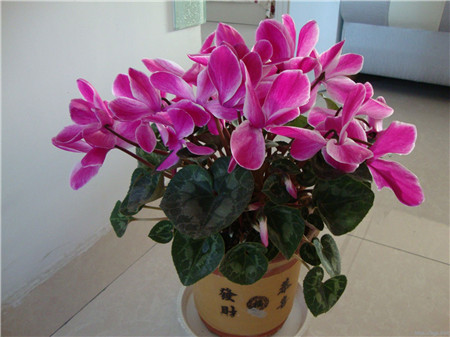 仙客來(lái)花朵倒伏是因?yàn)閷?duì)環(huán)境不適應(yīng)