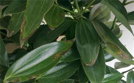 平安樹澆水方法