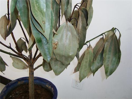 平安樹爛根方法