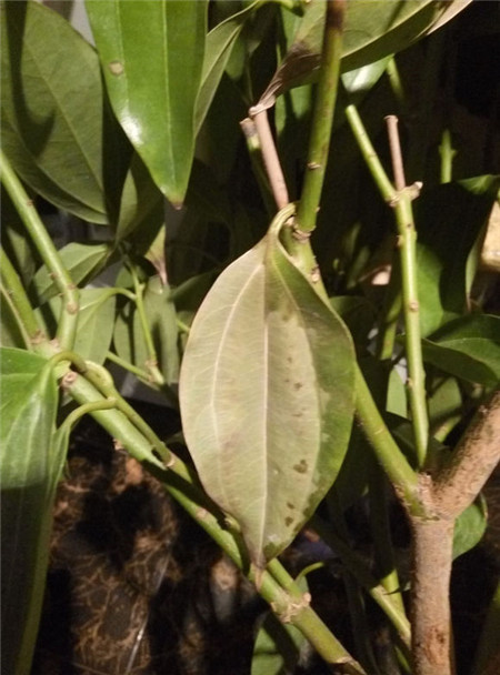 平安樹爛根怎么辦