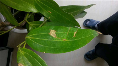 平安樹掉葉子是正?，F(xiàn)象嗎？