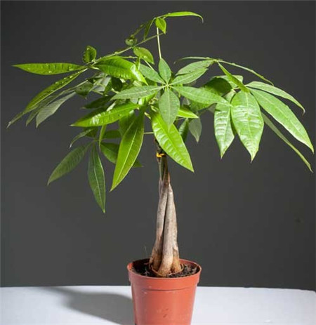 發(fā)財(cái)樹徒長(zhǎng)的原因