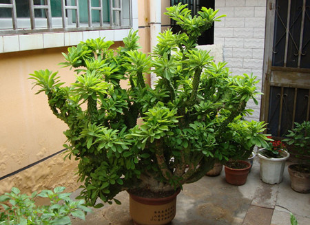 金麒麟爛根怎么辦