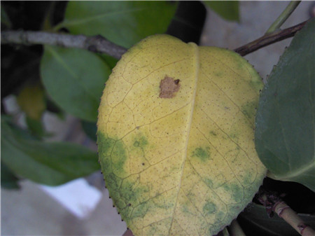 茶花葉子發(fā)黃是病蟲害導致的