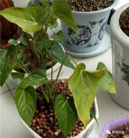 澆水過多、積水