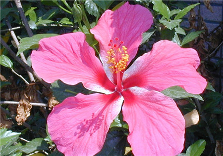 扶桑不開花的原因