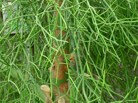 光棍樹(shù)干癟——光照的問(wèn)題