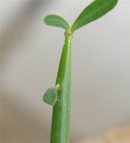 光棍樹(shù)干癟——根系的問(wèn)題