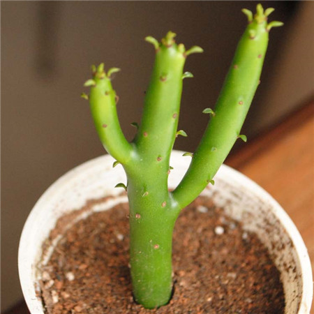 光棍樹(shù)干癟——澆水的問(wèn)題