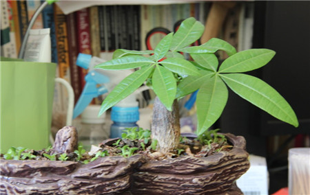 扦插發(fā)財樹長不高