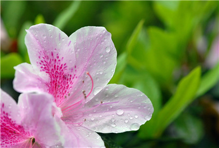 杜鵑花陽光直射