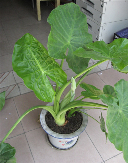 水培滴水觀音爛根的原因