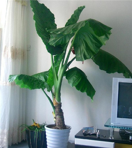 水培滴水觀音爛根怎么辦