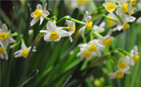 水養(yǎng)水仙花爛根預防——水質