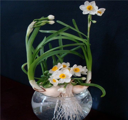 水養(yǎng)水仙花爛根預防——裝飾品的選擇