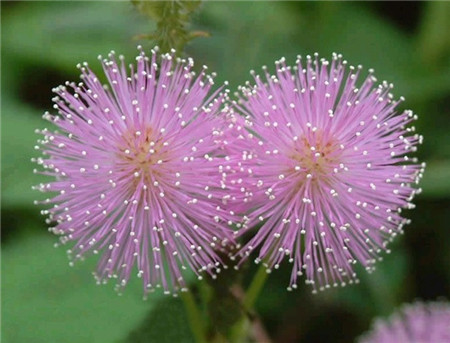 含羞草的生長開花養(yǎng)護(hù)