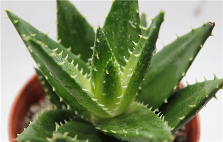 蘆薈澆水過(guò)多怎么辦