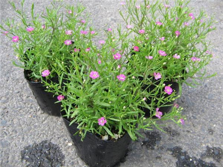 滿天星因天氣原因導致變黃