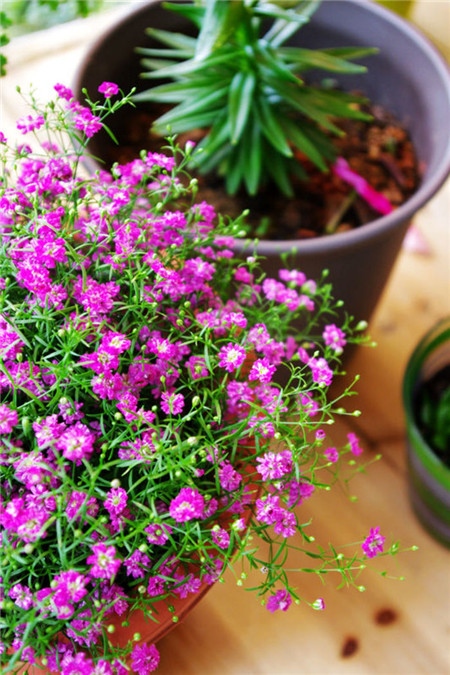 滿天星澆水太多導致變黃