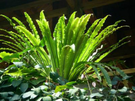 鳥(niǎo)巢蕨葉子出現(xiàn)焦邊的原因及處理方法