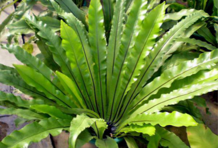 鳥(niǎo)巢蕨葉子出現(xiàn)焦邊的原因及處理方法