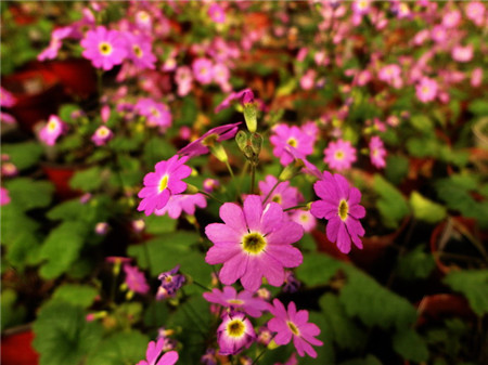 四季櫻草的病蟲(chóng)害防治