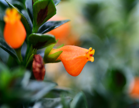 金魚(yú)吊蘭的光照條件