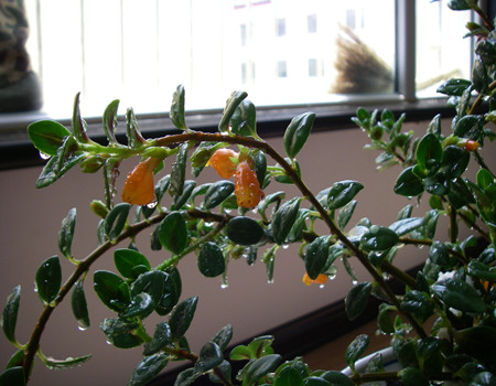 金魚(yú)吊蘭的澆水次數(shù)