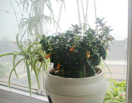 金魚(yú)吊蘭的解決辦法