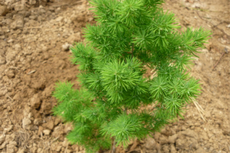 蓬萊松病蟲(chóng)害有哪些