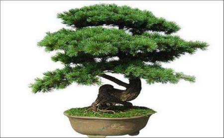 蓬萊松病蟲(chóng)害防治方法