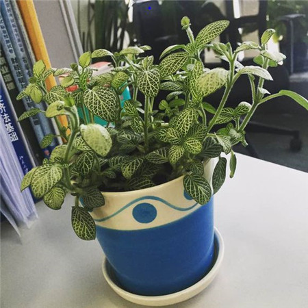 網(wǎng)紋草缺水導致葉子變干