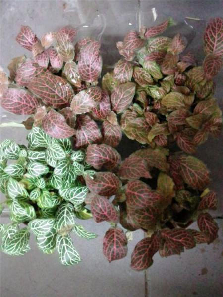 網(wǎng)紋草澆水不當(dāng)導(dǎo)致掉葉子