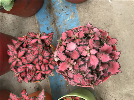 網(wǎng)紋草受到烈日曝曬導(dǎo)致掉葉子