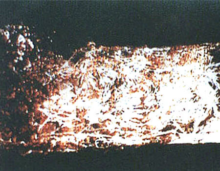 絲蘭的病蟲害癥狀