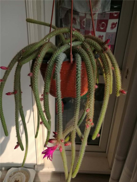 鼠尾掌的蟲(chóng)害及其防治