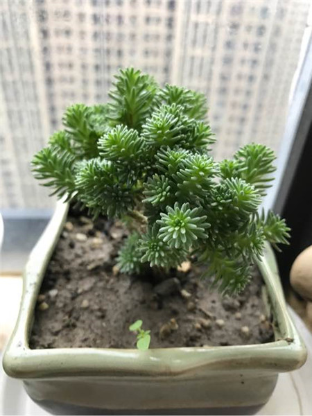 球松陽光曝曬導(dǎo)致發(fā)黃