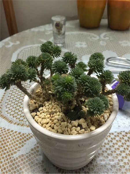 球松長時間室內(nèi)養(yǎng)殖導(dǎo)致發(fā)黃