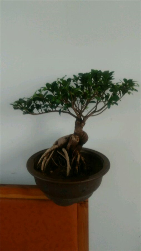 人參榕生長(zhǎng)環(huán)境不穩(wěn)定