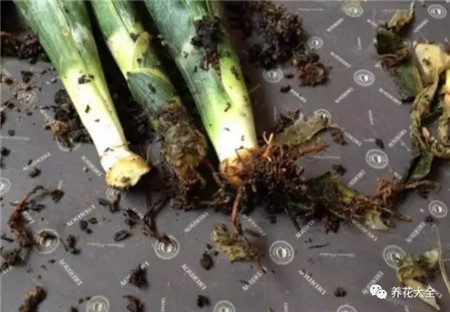 腐爛的地方全部切除