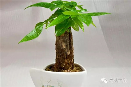 發(fā)財樹爛根怎么補(bǔ)救