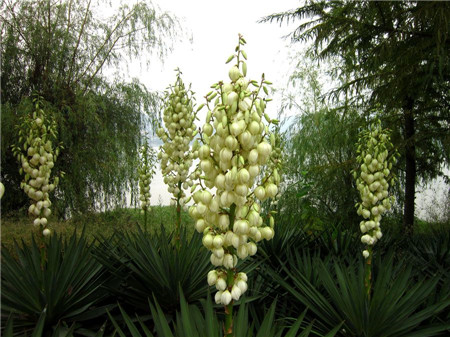 鳳尾蘭不開花怎么辦