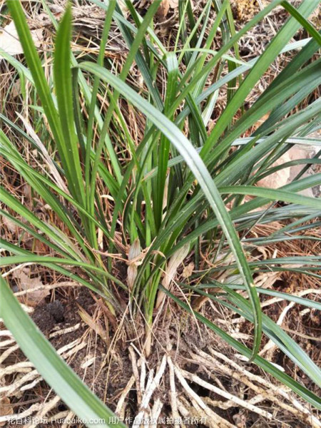 蘭花要想養(yǎng)的好，不能太嬌慣它